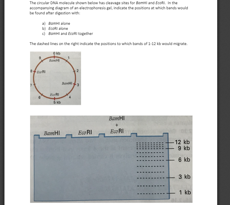 Solved A linear fragment of DNA is cleaved with the | Chegg.com