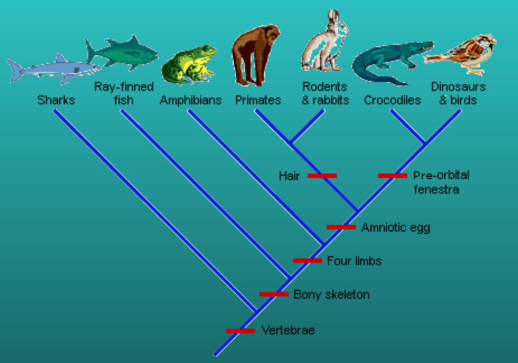 Solved Hi can someone help me with these cladograms? But | Chegg.com