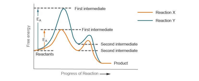 Solved The diagram below shows the energy changes in | Chegg.com