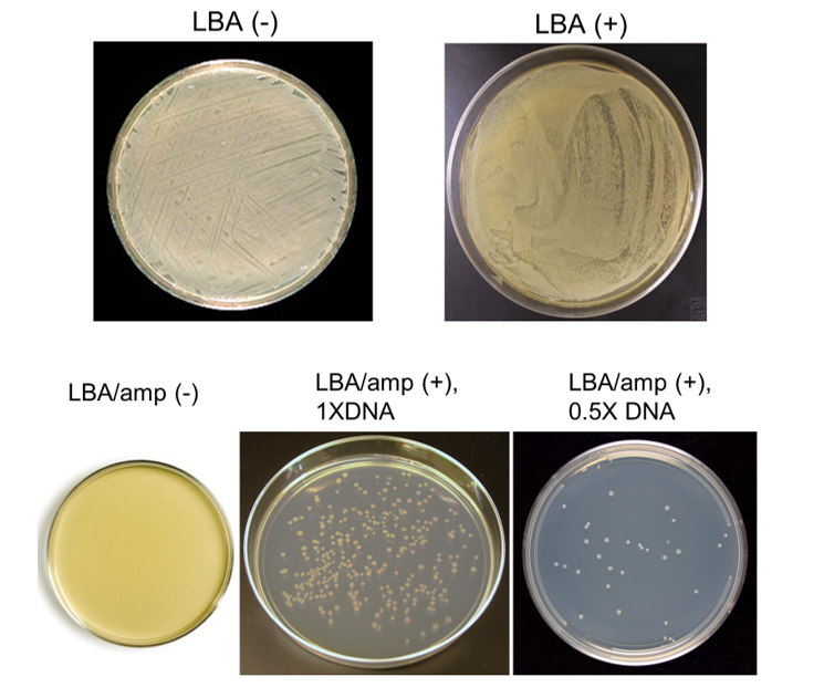 Bacterial plates with varying degrees of growth 1 | Chegg.com