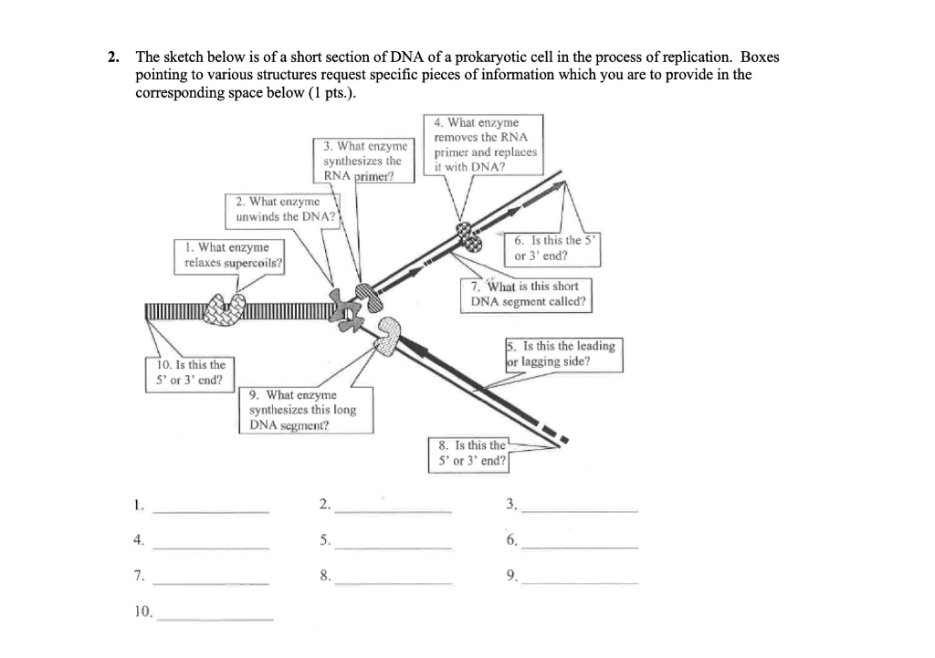 Solved 2. The sketch below is of a short section of DNA of a | Chegg.com
