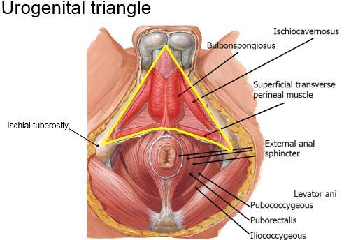 urogenital triangle
