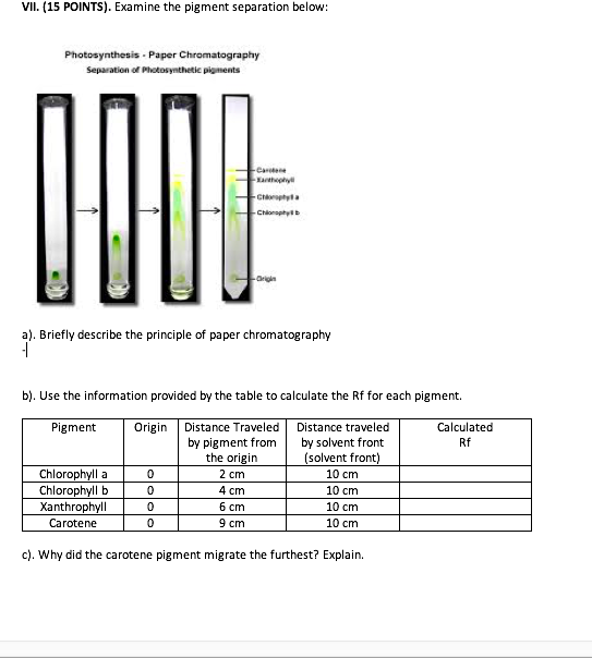 Solved VII. (15 POINTS). Examine the pigment separation
