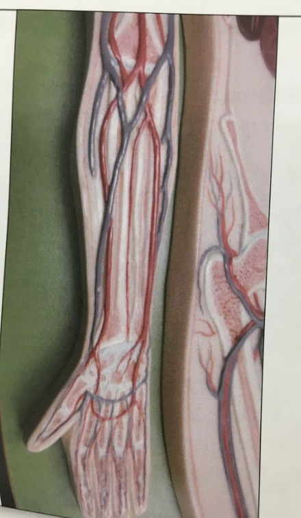 Label The Following Blood Vessels In The Arm Include Chegg Com