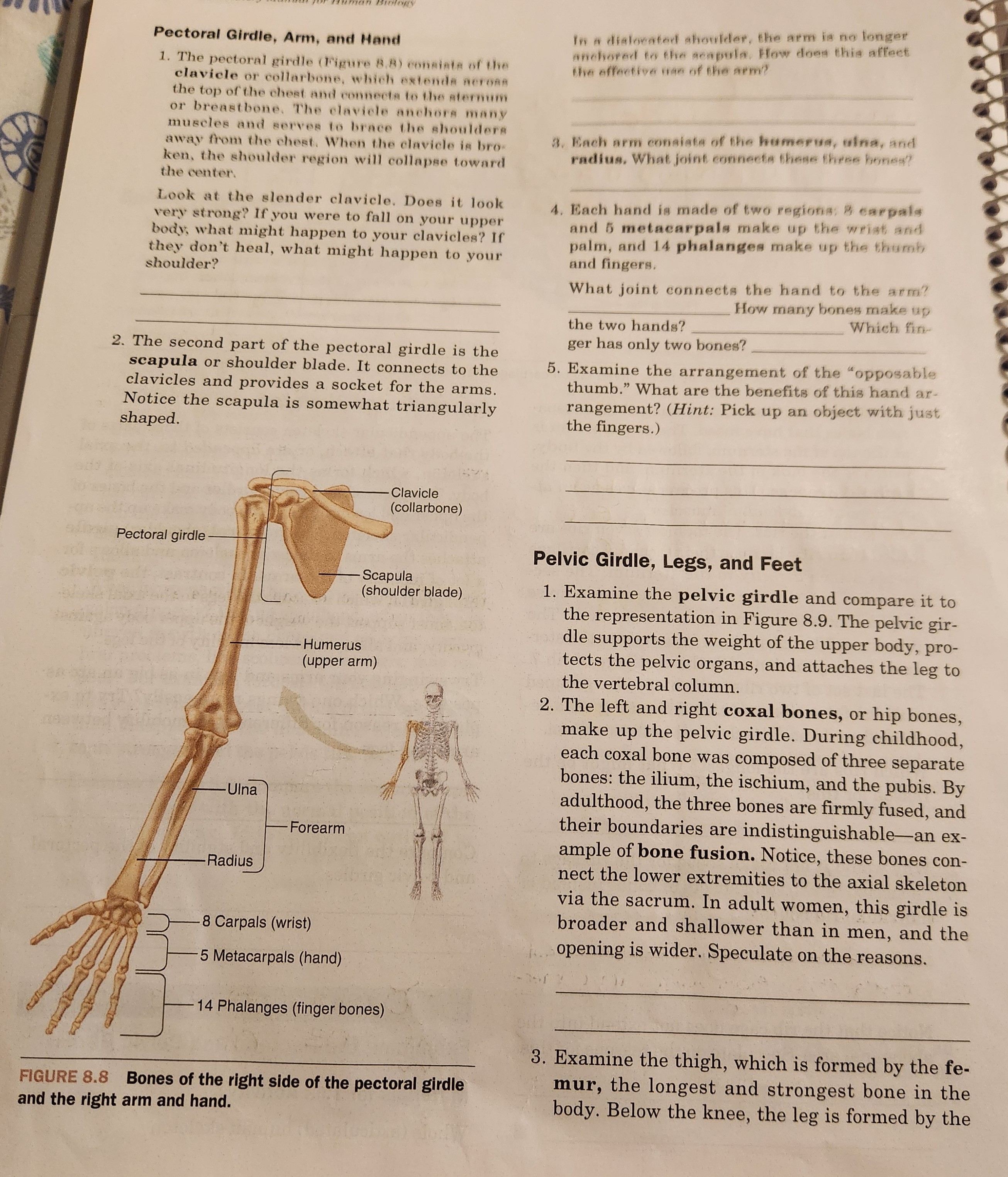 Solved Pectoral Girdle, Arm, and Hand 1. The pectoral girdle | Chegg.com