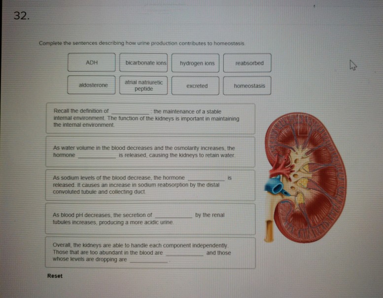 Solved 32 Complete the sentences describing how urine