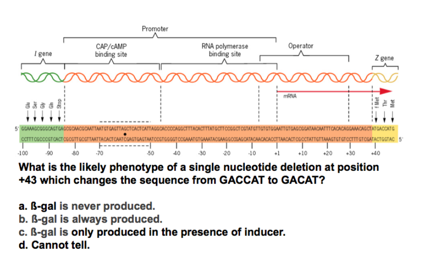 Solved What is the likely phenotype of a single nucleotide | Chegg.com
