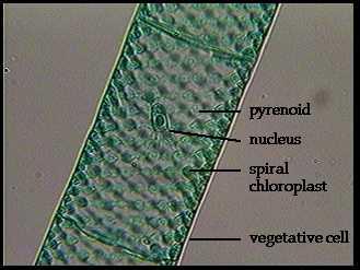 spirogyra microscope slide labeled