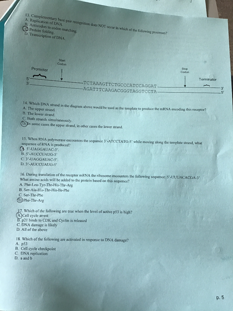 13 complementary base pair recognition