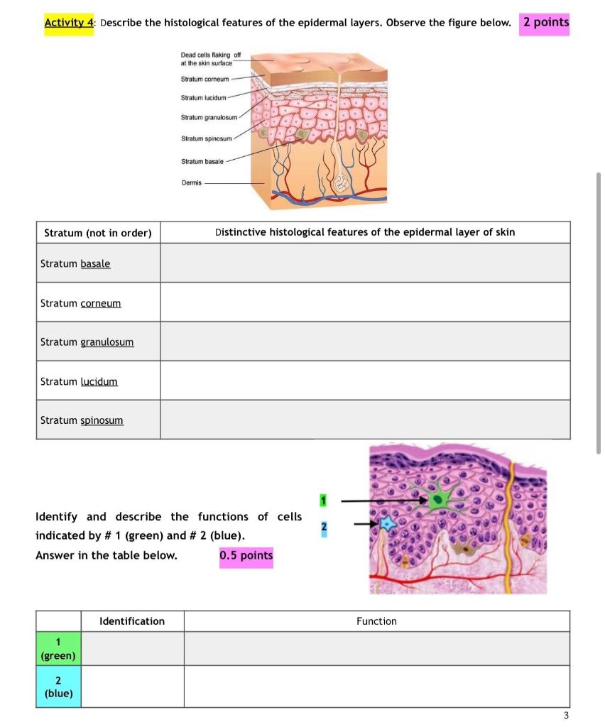 Solved Activity 4: Describe the histological features of the | Chegg.com