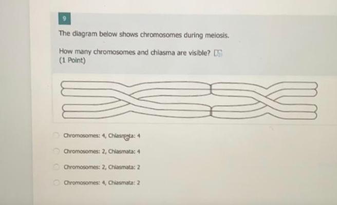 Solved The diagram below shows chromosomes during meiosis. | Chegg.com
