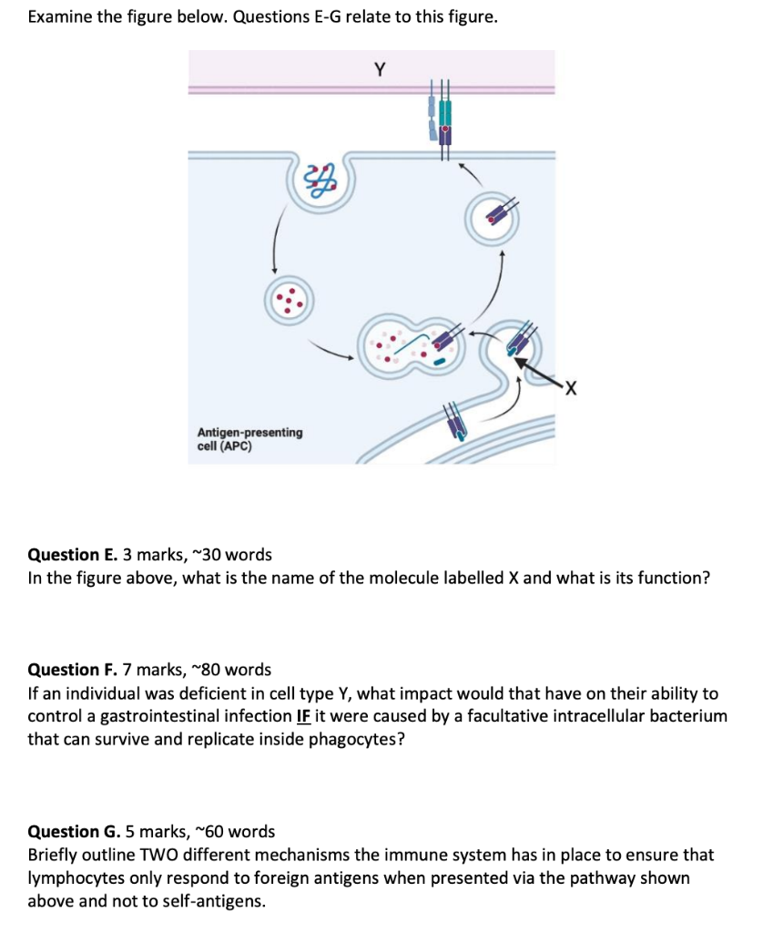 Solved Examine the figure below. Questions E G relate to Chegg