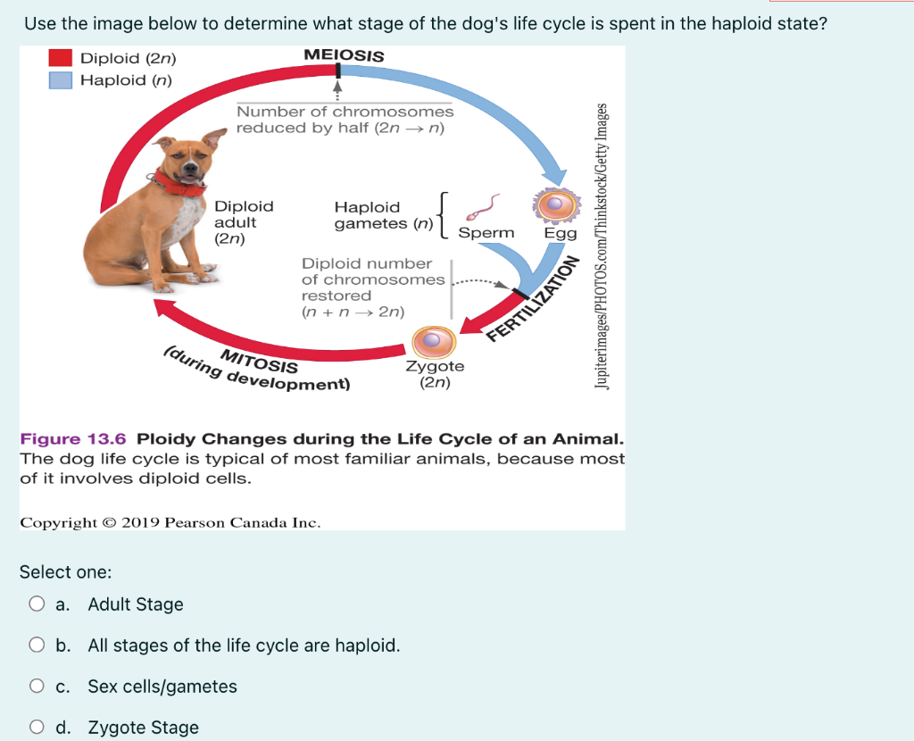 Hamster Life Cycle: Different Stages in their life » Petsoid