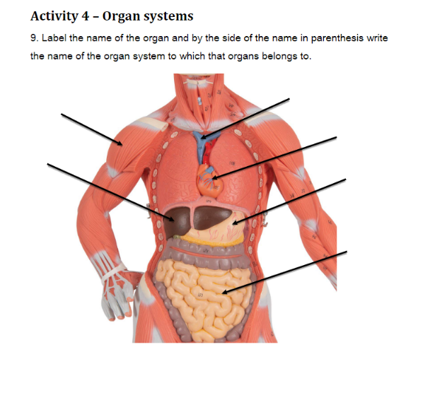 Solved Activity 4 Organ systems 9. Label the name of the