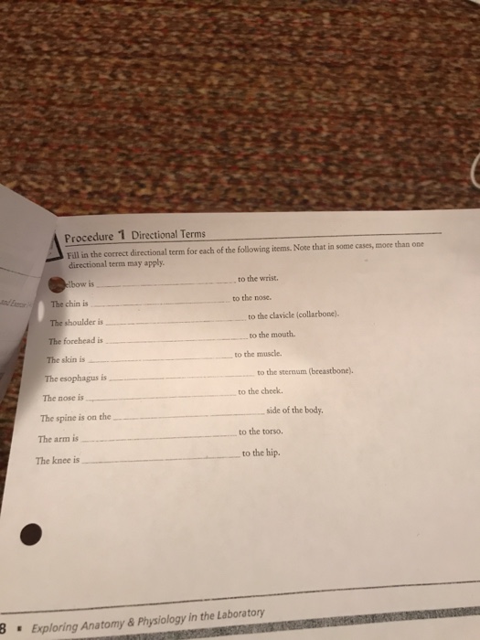 anatomical-terms-worksheet