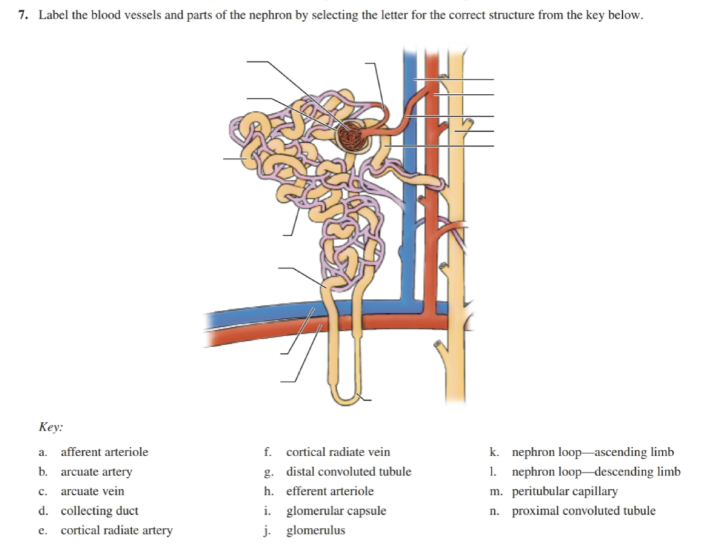 Blood Vessels Labeled Solved E Parts Of A Nephron And - vrogue.co