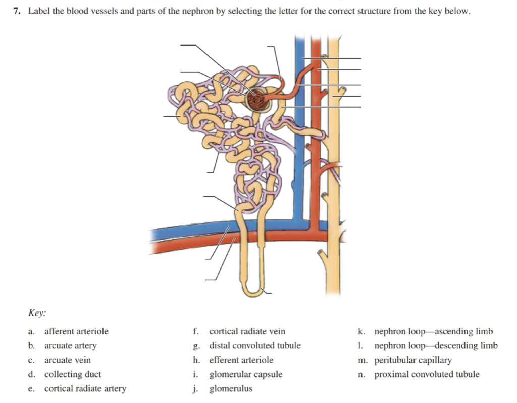 solved-7-label-the-blood-vessels-and-parts-of-the-nephron-chegg