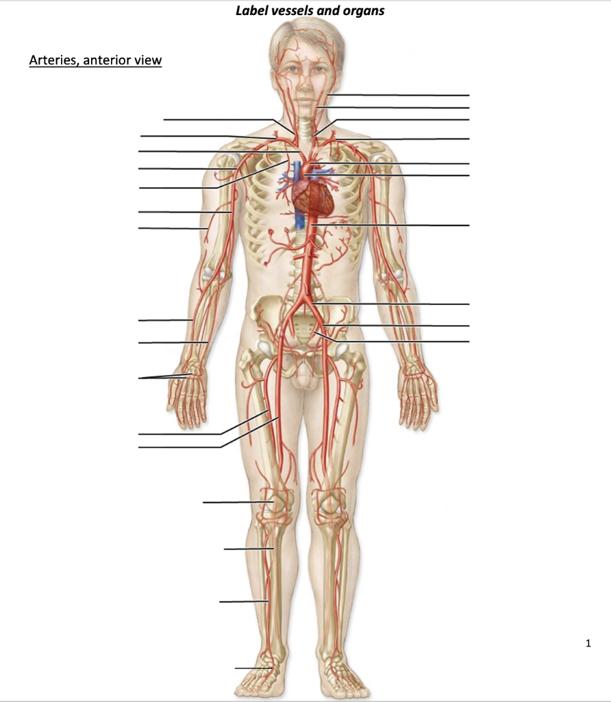 Solved Label Vessels And Organs Arteries, Anterior View 1 