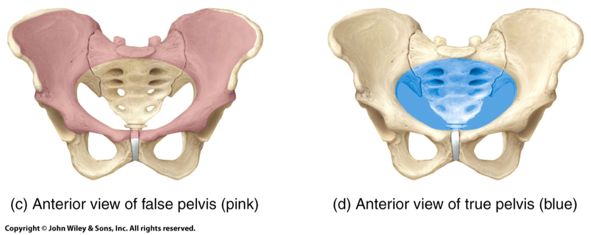 6 Skull Axial Appendicular Skeleton Flashcards Chegg Com