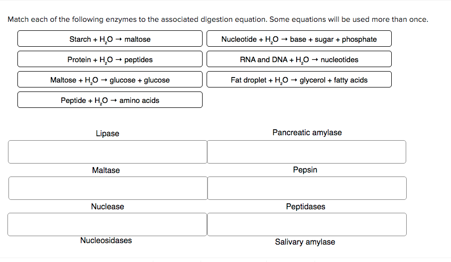 Solved Match each of the following enzymes to the associated | Chegg.com