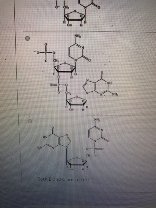Solved Which structure correctly represents the dinucleotide | Chegg.com