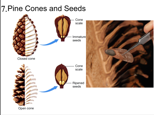 Solved 5) Species of plant: Type of dispersal: How might it | Chegg.com