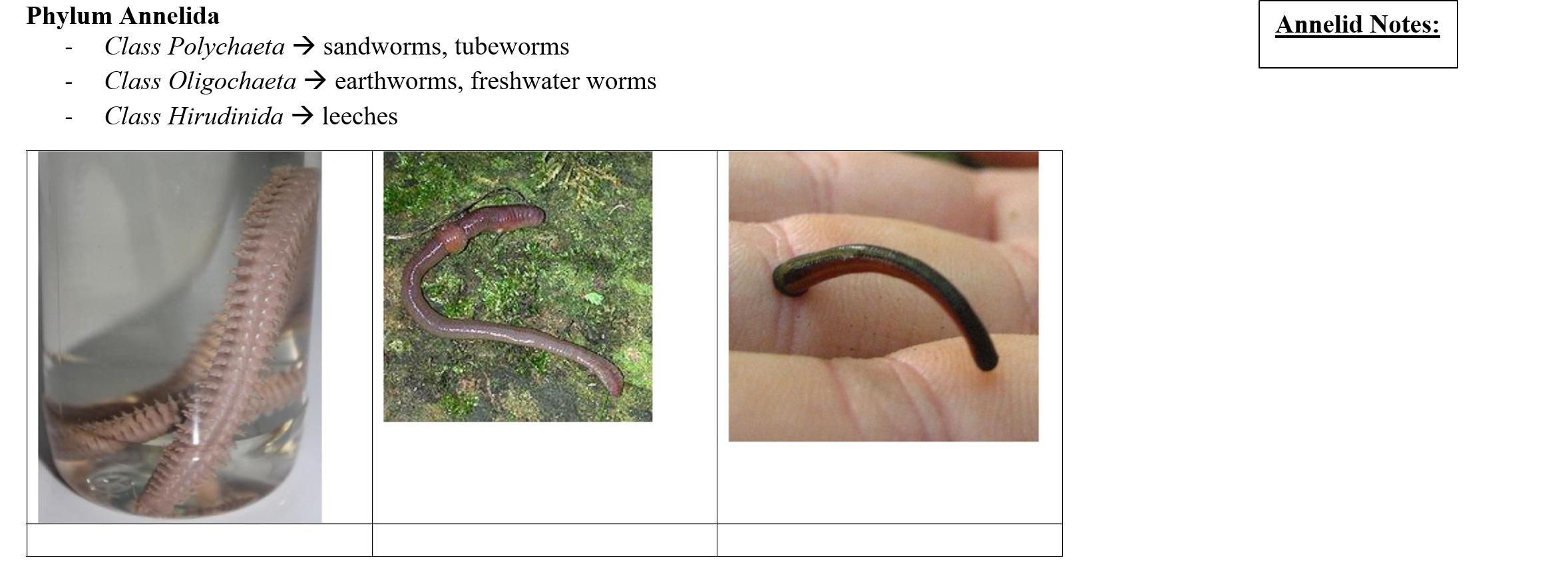 Solved Observe the specimen of the following phyla, | Chegg.com