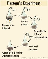 Pasteur's Swan Necked Flask Experiment / Louis Pasteur Francesco Redi