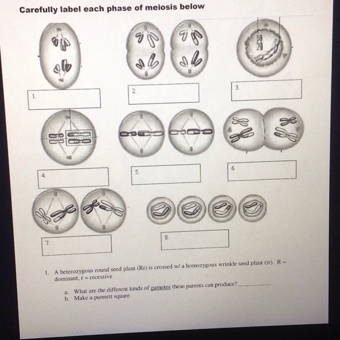 Solved Carefully label each phase of meiosis below 2 5. 4 8. | Chegg.com