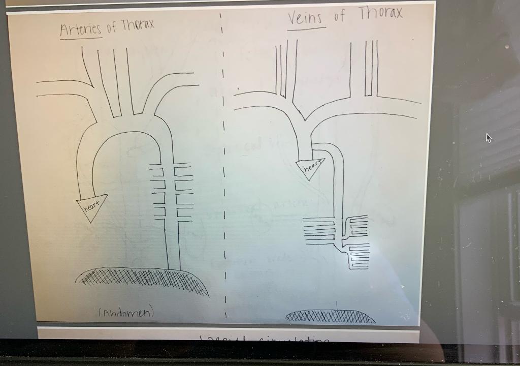 Solved Can someone please help me label the structures? I | Chegg.com