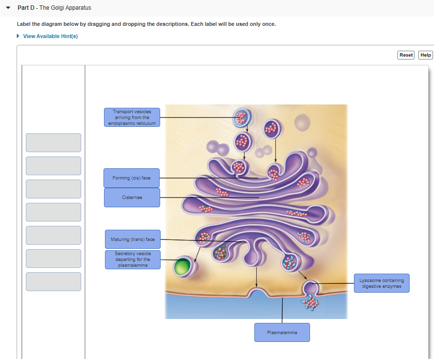 labelled diagram of golgi apparatus