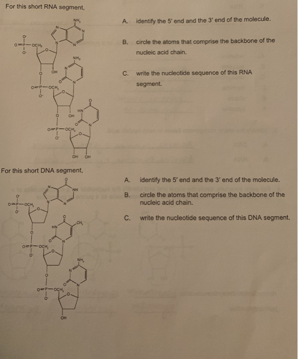 Solved For this short RNA segment A identify the 5' end and | Chegg.com