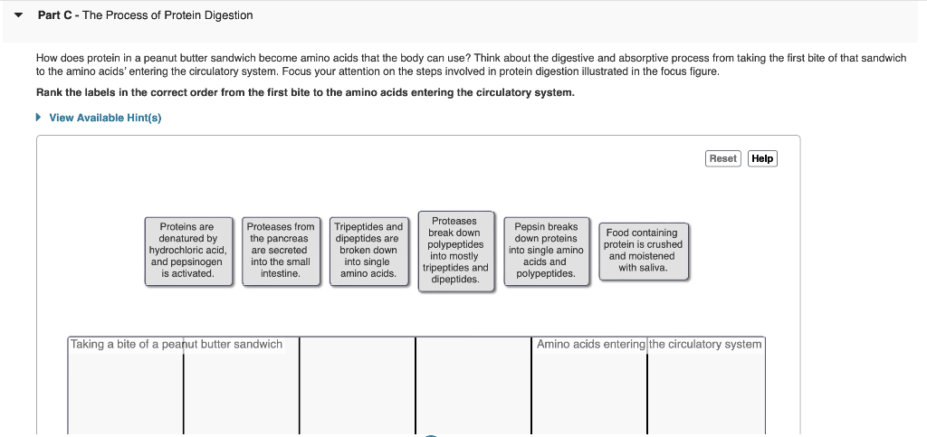 Solved How does protein in a peanut butter sandwich become | Chegg.com