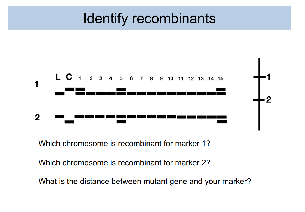 Solved Identify Which chromosome is