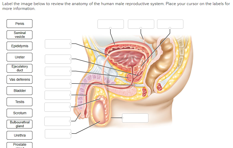 male reproductive system with labels