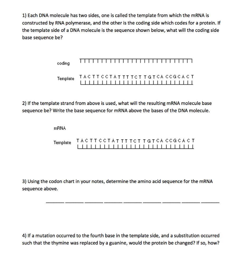 Solved 1) Each DNA molecule has two sides, one is called the | Chegg.com