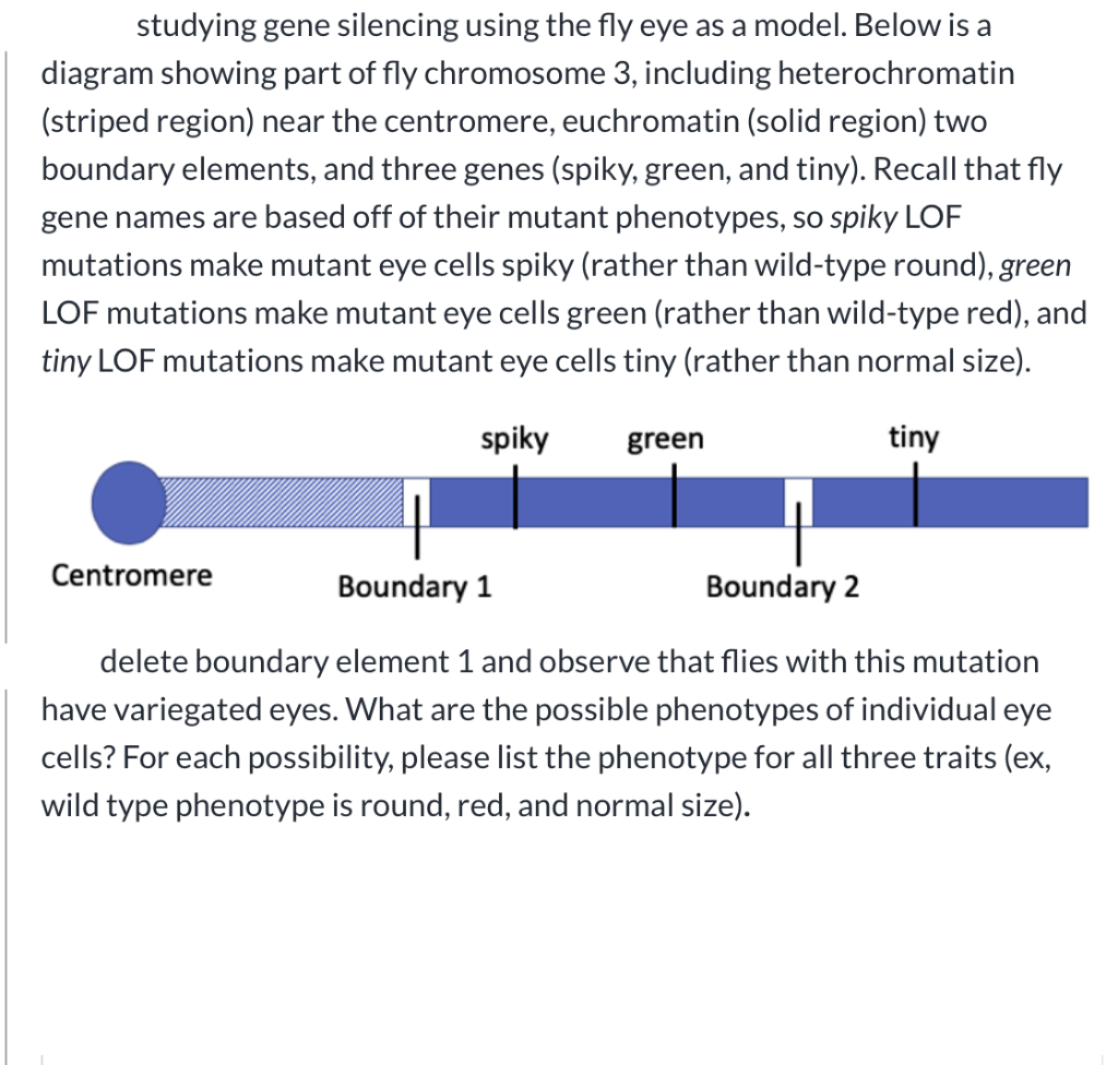 Solved studying gene silencing using the fly eye as a model. | Chegg.com