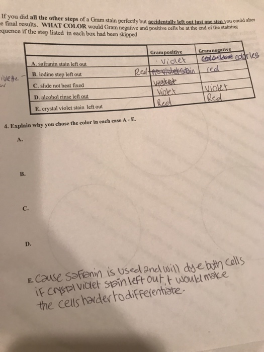 Solved If you did all the other steps of a Gram stain | Chegg.com