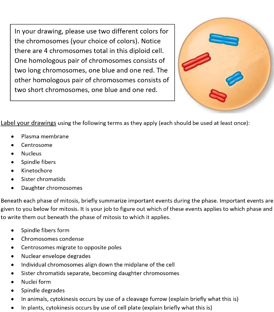 solved-part-2-mitosis-write-out-an-explanation-of-the-chegg