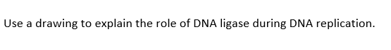 Use a drawing to explain the role of DNA ligase during DNA replication.