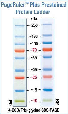 Solved Reading western blot results . What's the kda for my | Chegg.com