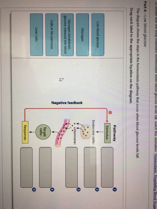 solved-the-diagram-shows-the-steps-in-the-homeostasis-chegg