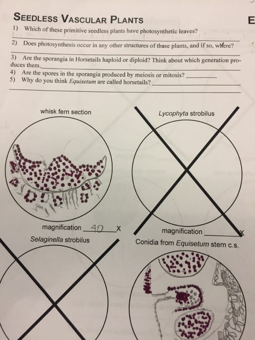 Solved SEEDLESS VASCULAR PLANTS 1) Which of these primitive