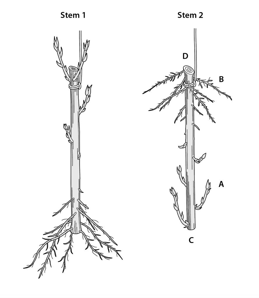 Solved A stem segment several internodes long (Stem 1 in the | Chegg.com