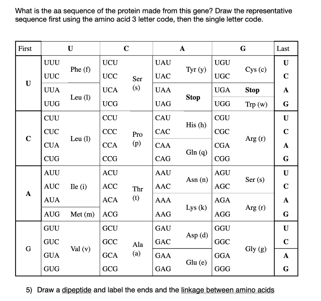 Solved 1) In the following gene, identify these Eukaryotic | Chegg.com