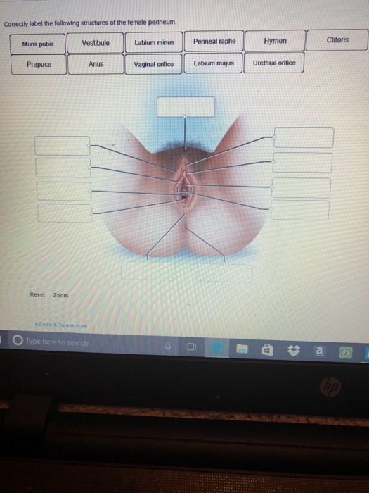 Solved: Correctly Label The Following Structures Of The Fe... | Chegg.com
