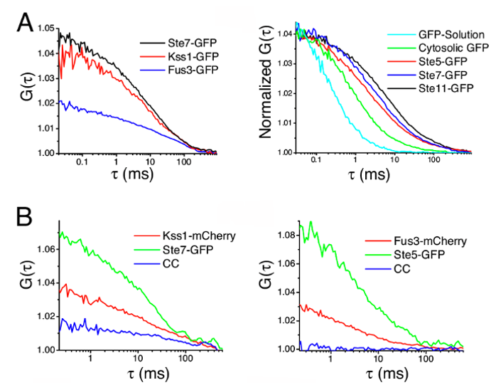 In The Experiments Above Proteins In The MAP Kinase | Chegg.com