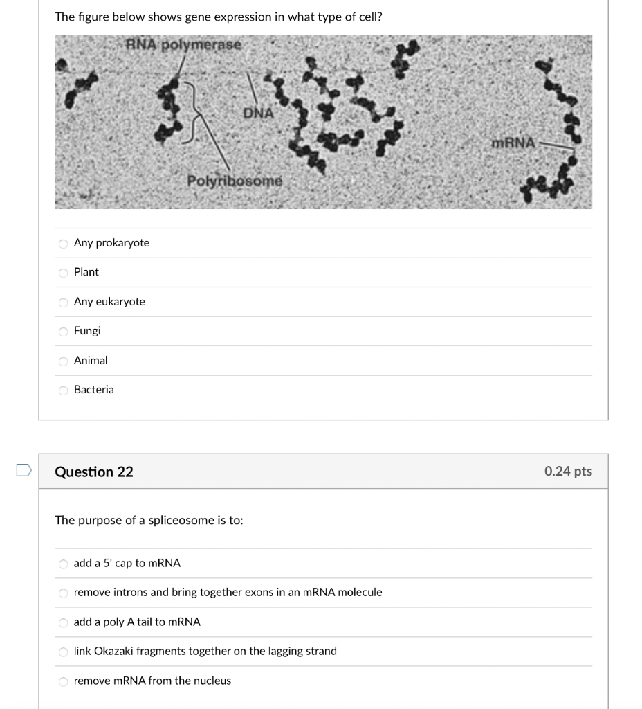 Solved The figure below shows gene expression in what type | Chegg.com