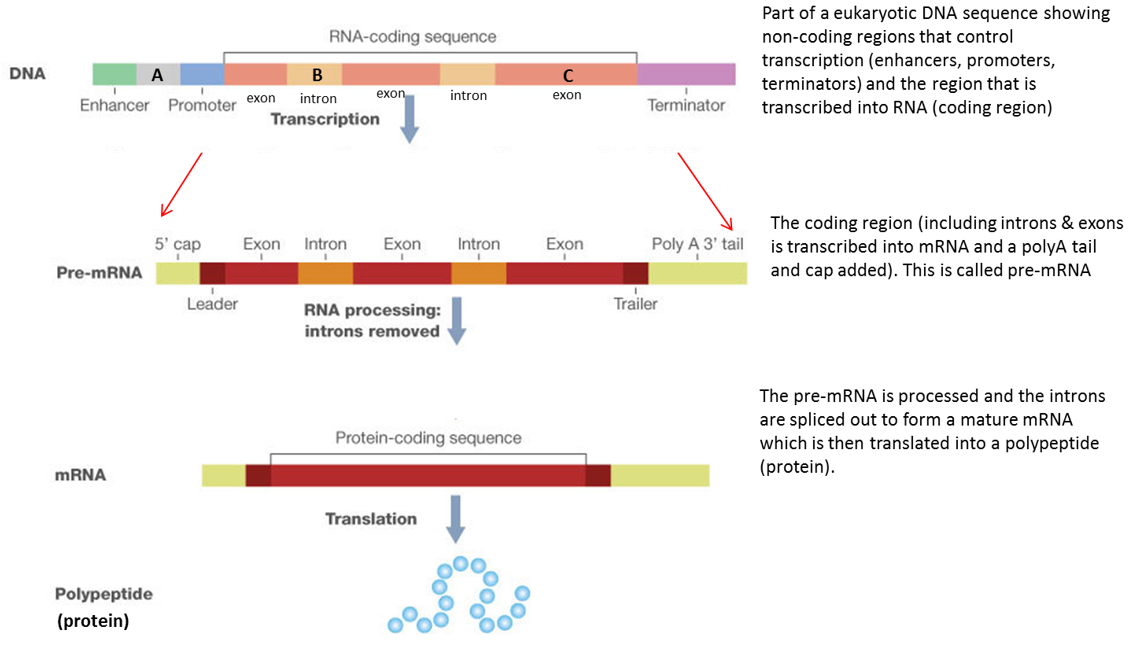 the-secrets-of-the-junk-dna-chemical-structure-dna-dna-activities