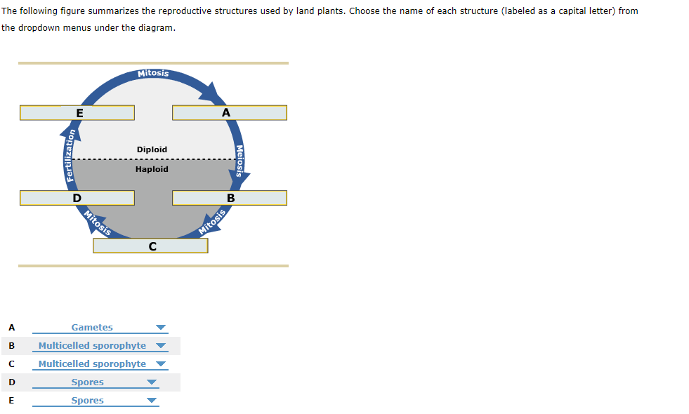 Solved The Following Figure Summarizes The Reproductive